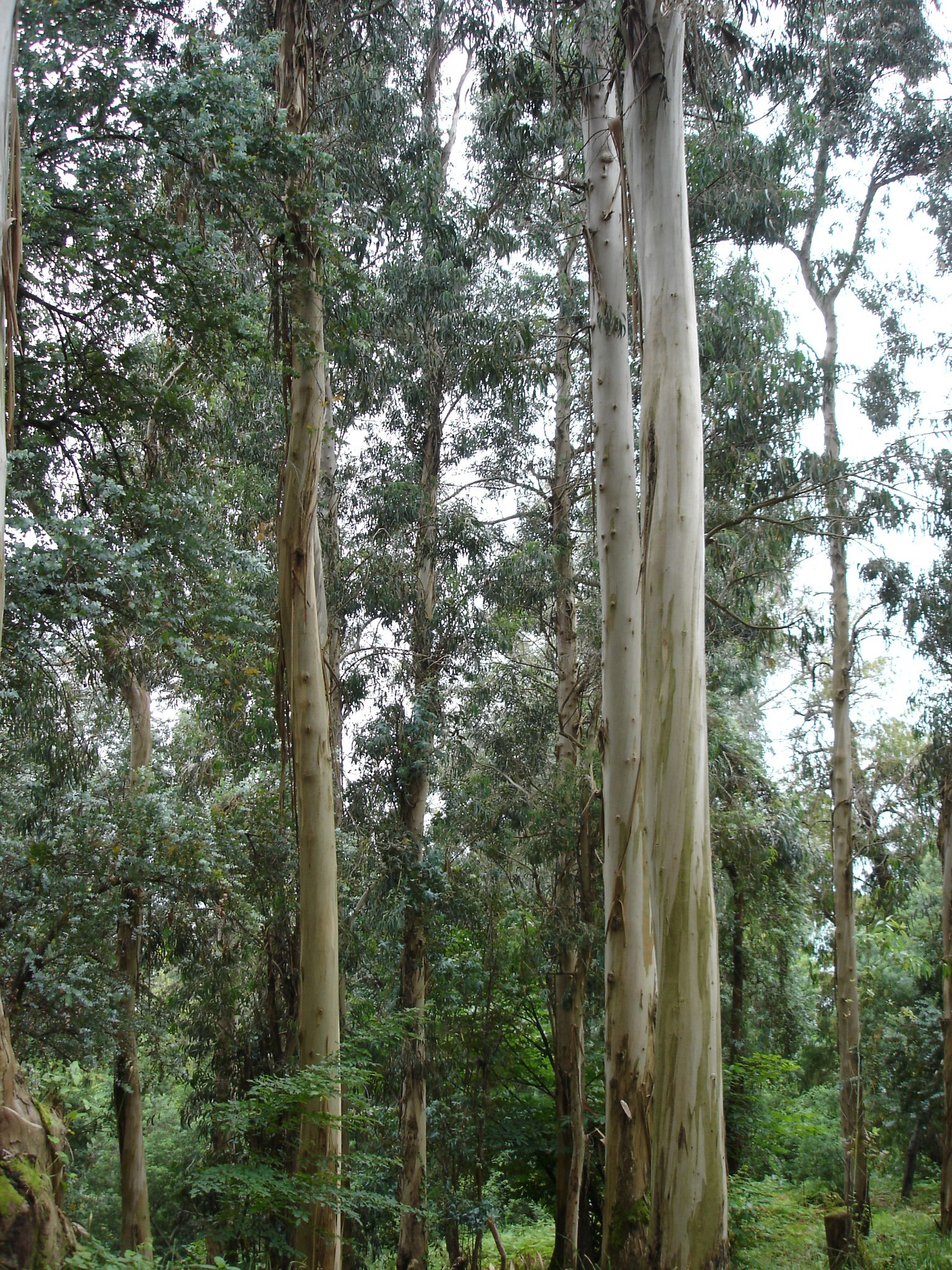 Батумский ботанический сад