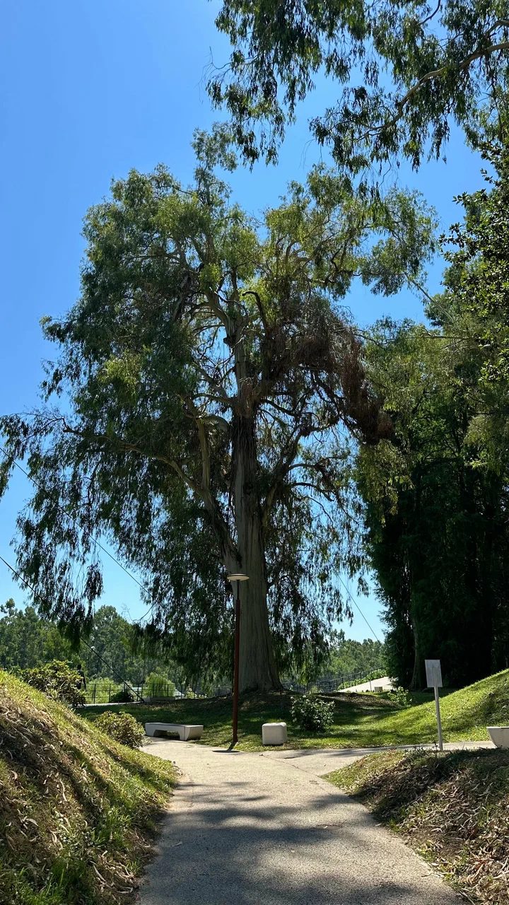 Дендрологический парк Шекветили